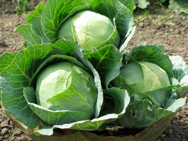 spring-cabbages.jpg