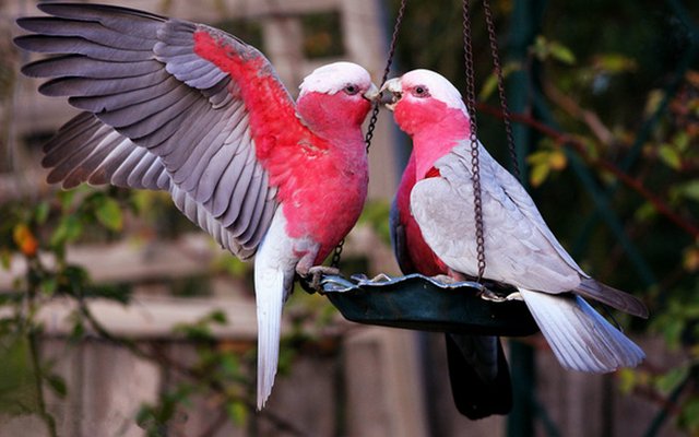 bird kissing1.jpg