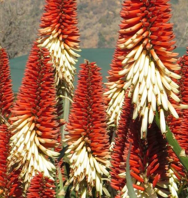 Aloe.jpg
