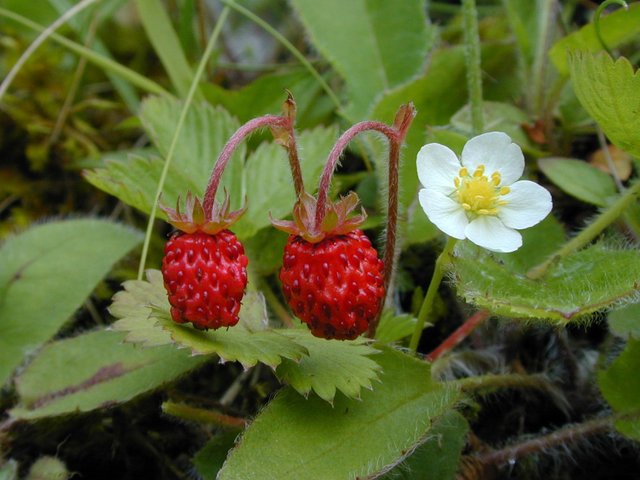 Strawberries.jpg