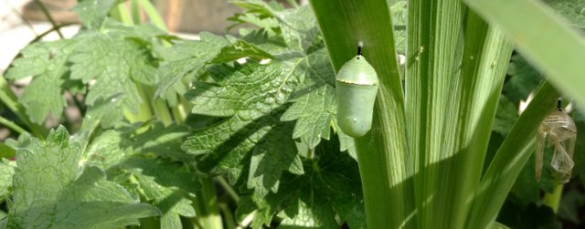 butterfly chrysalis.jpg