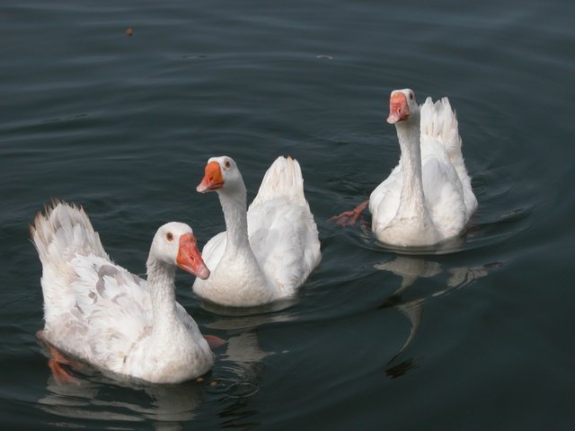 Geese.jpg