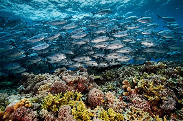 01-tubbataha-reef-philippines.adapt.1900.1.jpg