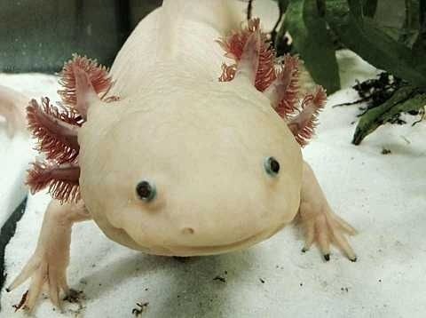 AxolotlBE.jpg