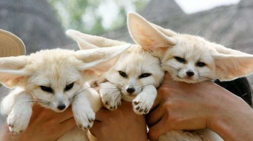 fennecs.png