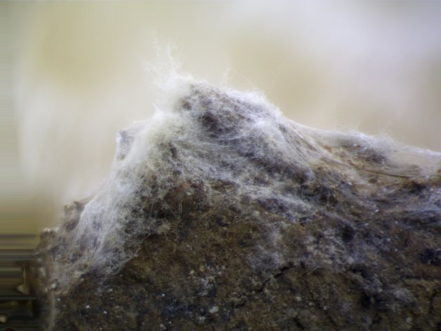 close up of mold fluff.jpg