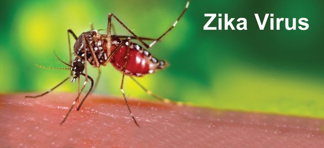 zika1.jpg