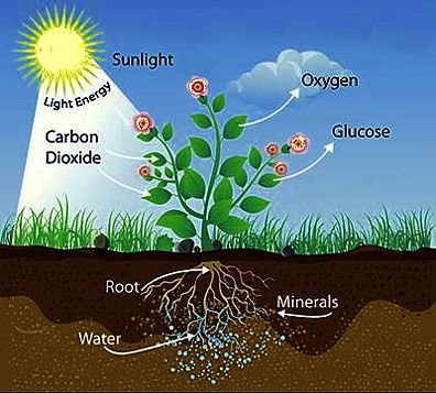 photosynthesis-graph.jpg