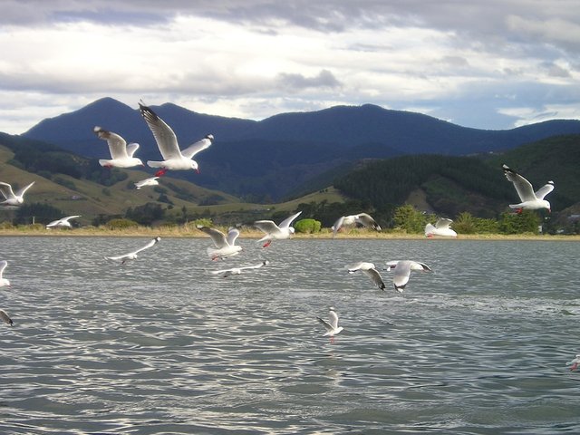 new-zealand-101_960_720.jpg