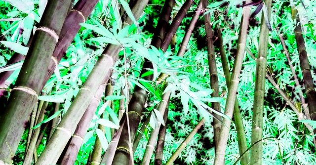 bamboo-trivandrum-zoo-negative (1).jpg