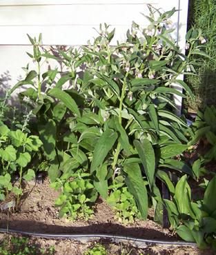 West Herb - catmint, tansy, marshmallow comfrey, catnip crop1 May 2015.jpg