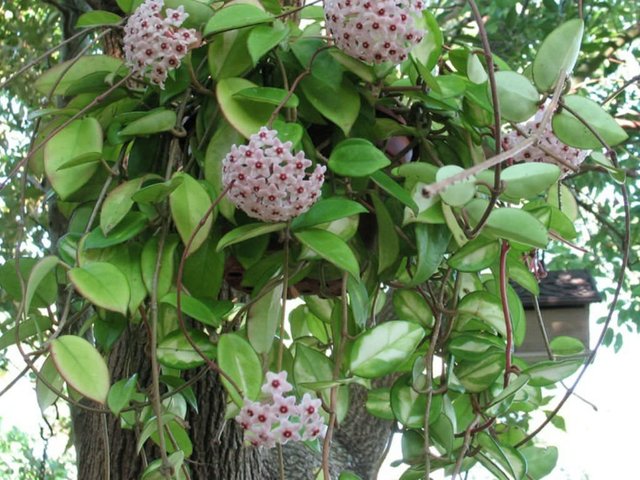 Hoya-carnosa-Wax-Plant2.jpg