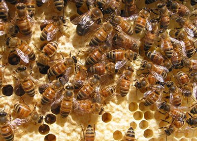 honeybees-on-comb-400.jpg