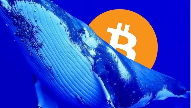 Bitcoin-price-continues-to-rule-like-Whale-in-the-sea-Bitcoin-news.jpg