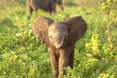 adorable-baby-elephant-1.jpg