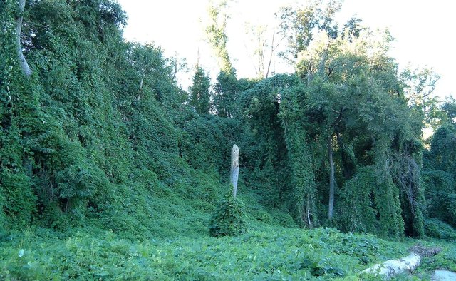 Kudzu_on_trees_in_Atlanta,_Georgia.jpg