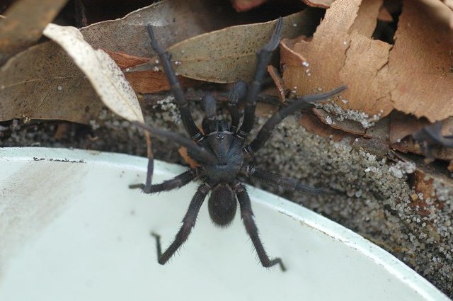 Funnel_Web_Spider_(4362056094).jpg