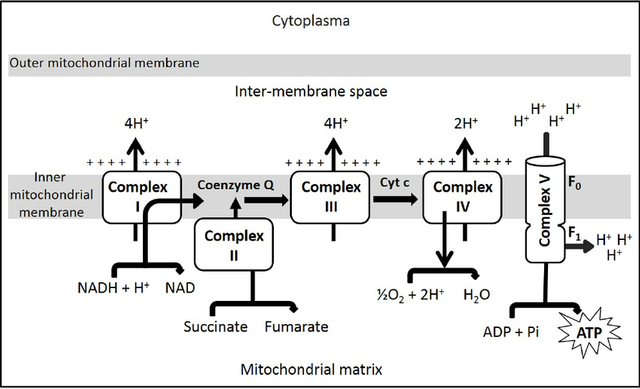 Electron transport chain.png