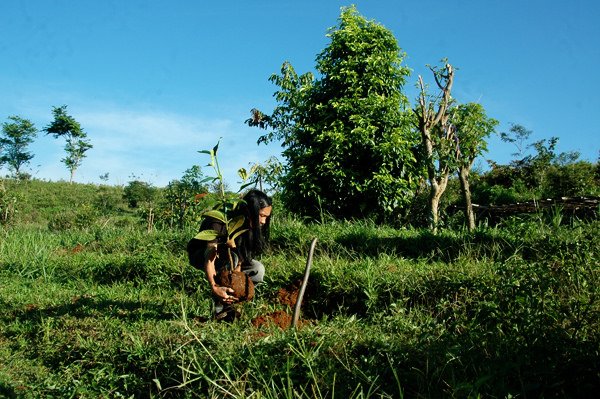 cijapun_tanam_pohon.jpg