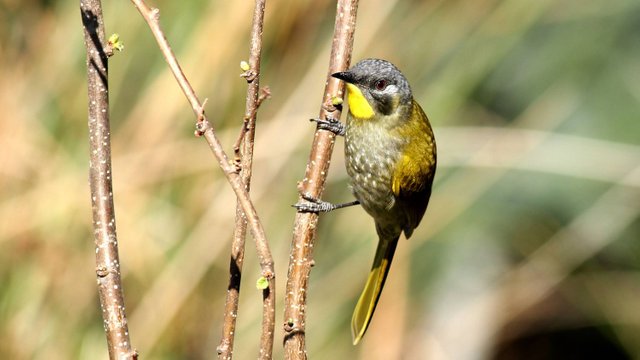 Honeyeater_Yellow-throated-BY.jpg