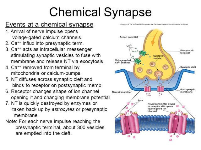 Chemical+Synapse+Events+at+a+chemical+synapse.jpg