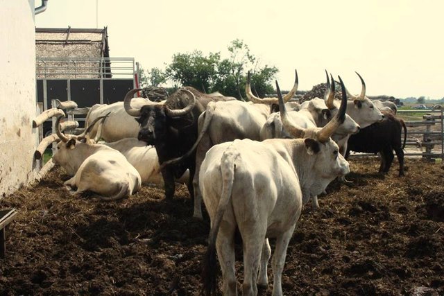 7 longhorn hungarian cows.jpg