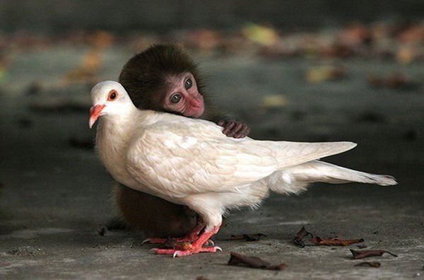 animal-friendship018.jpg