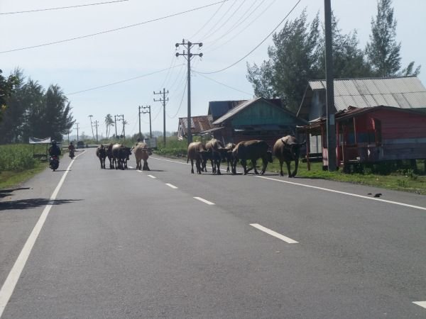 kerbau-ditengah-jalan.jpg