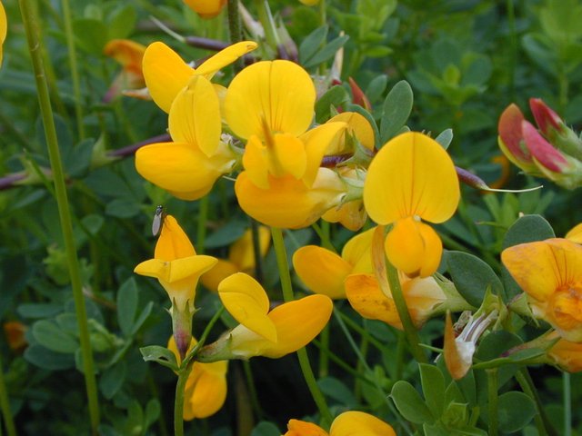 Birdsfoot Trefoil.jpg