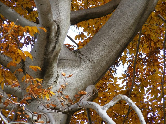 tree branches.jpg