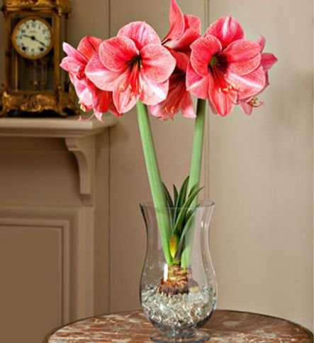 Growing-Amaryllis-In-Water-1.jpg