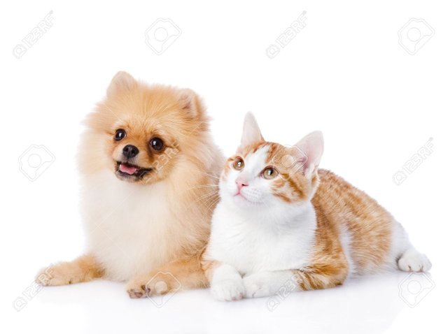 22019789-orange-cat-and-spitz-dog-together-looking-up-isolated-on-white-background-Stock-Photo.jpg