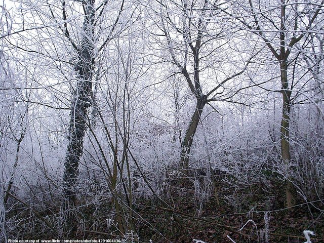 WinteryFrostOnTrees-001-041118.jpg