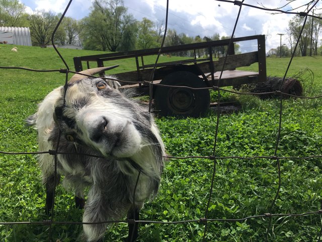 April Goat Visit 2018.jpg