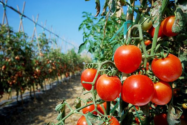como-entutorar-tomates.jpg