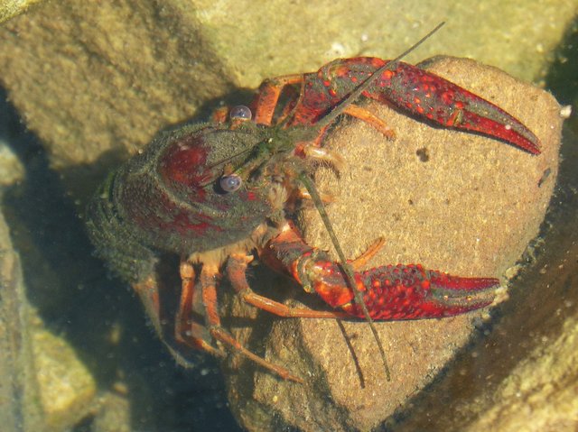 american-crab-1580227_960_720.jpg