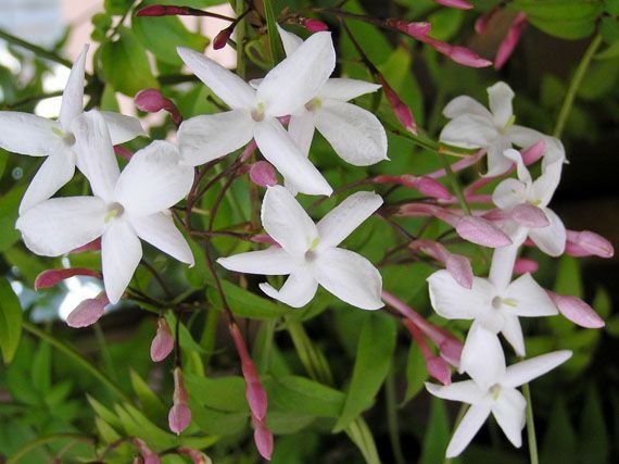 principal_04022011173754_Jasminum polyanthum.jpg