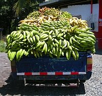 used, panama plantain truck, pixabay 200x188.jpg