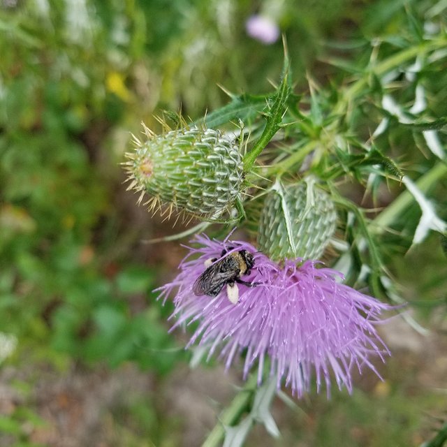 A honey bee with legs bulging with pollen