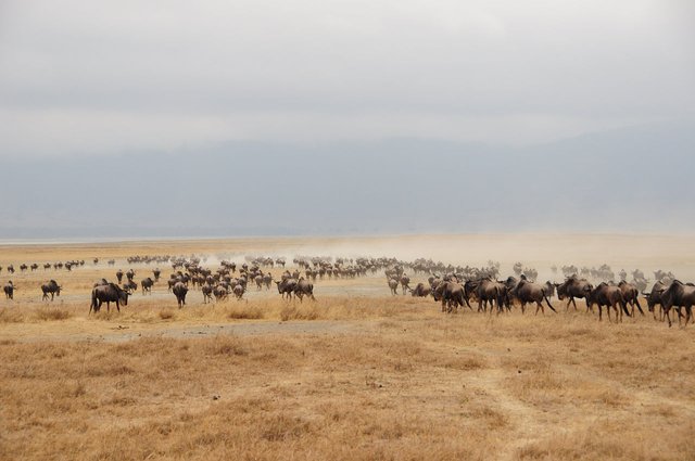 great-migration-safari maasai mara.jpg