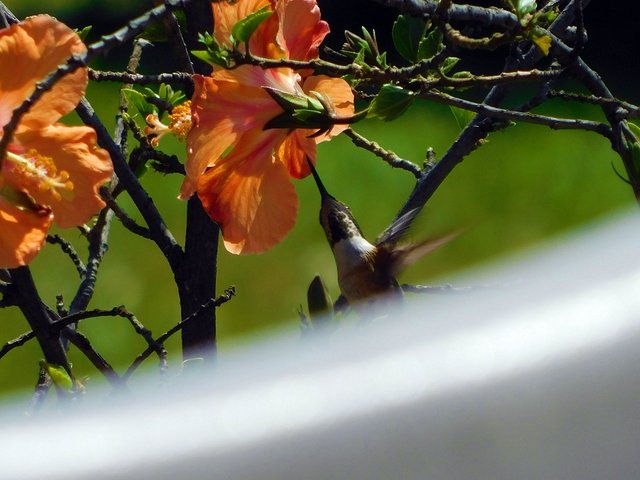 birds of paradise, photography by jeronimo rubio, 2018, all rights reserved, nature (1077).JPG