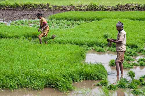 IPS-A16022-labourers-farming-paddy-india.jpg