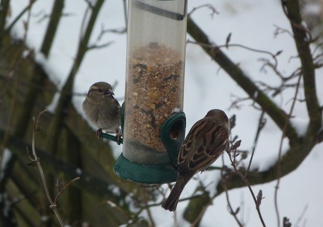 sparrows on feeders.jpg