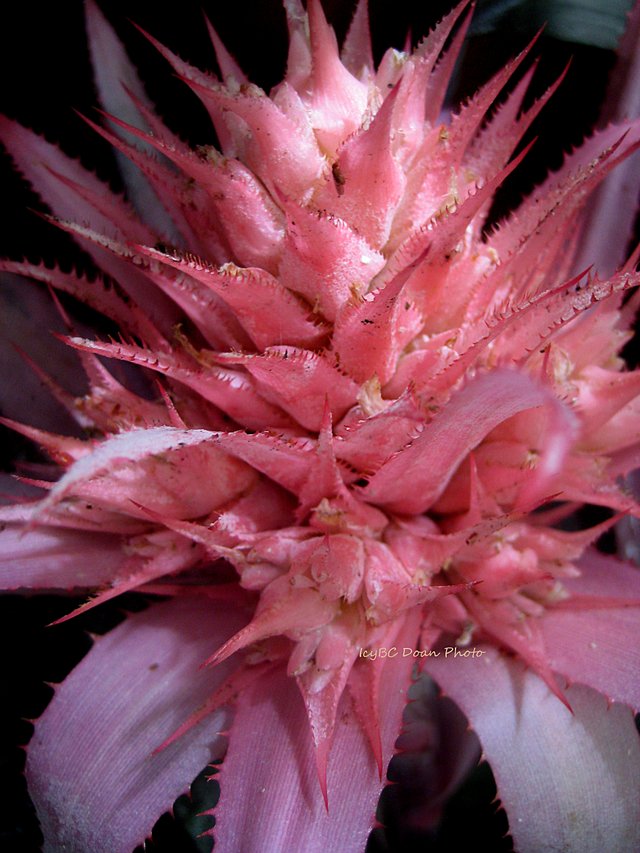 All Opened Pink Bromeliad.JPG