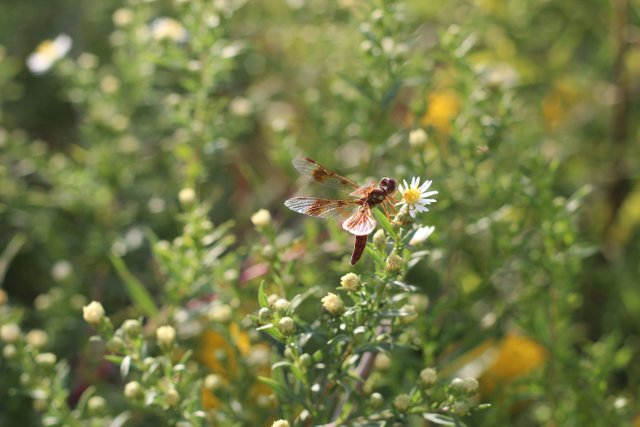 Halloween Pennant.JPG