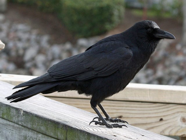 Crow CC Wiki Dickdaniels.jpg