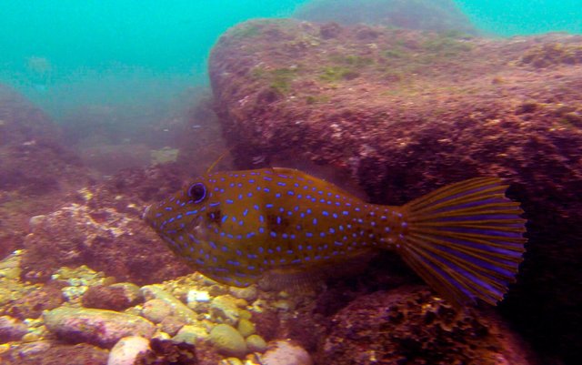 29 blue spotted filefish.jpg