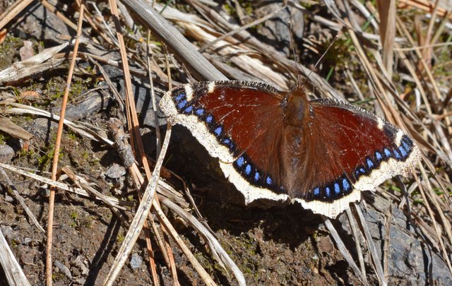 rubenTheMoth_cropped.jpg