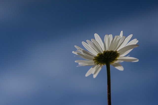 11-05-2018-flowers-macro-04736.jpg