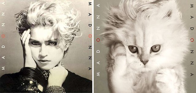 This-guy-created-very-cute-covers-of-the-music-world-replacing-singers-with-cats-5a2e804878ec6__700.jpg